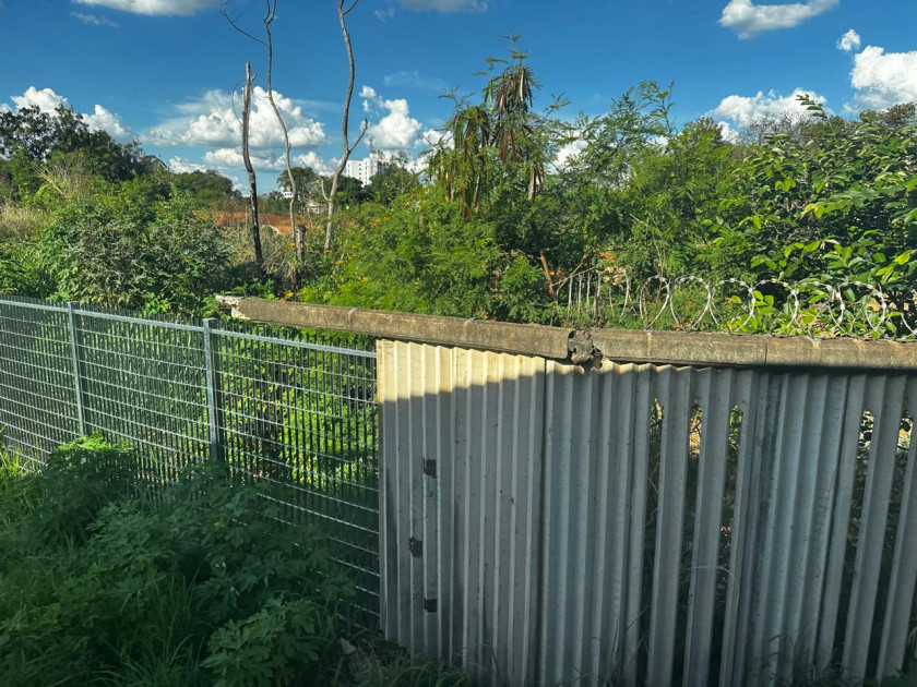 Macaque in the trees