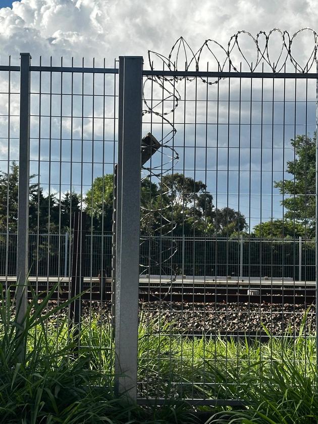 Macaque in the trees