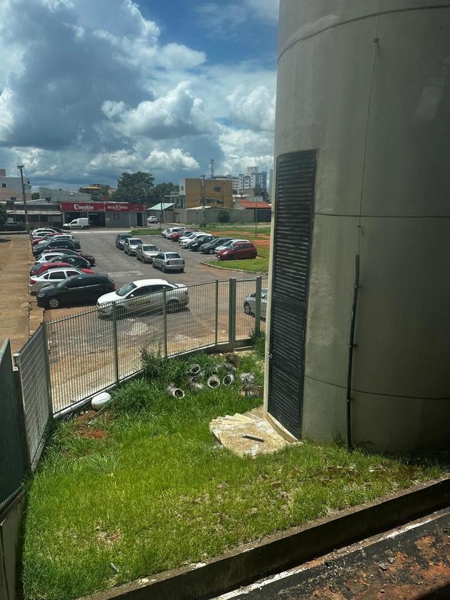 Macaque in the trees