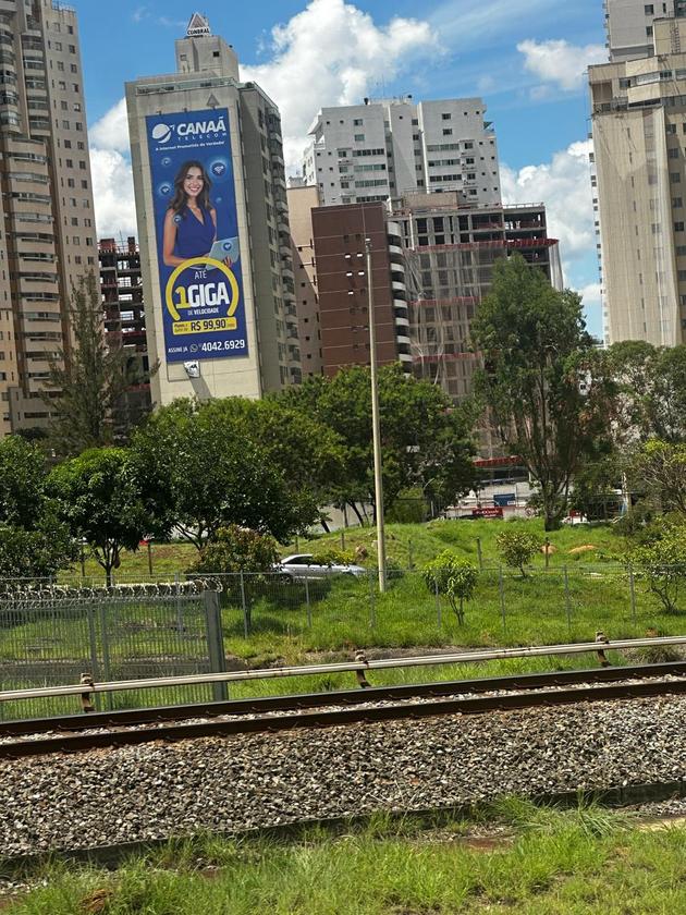 Macaque in the trees