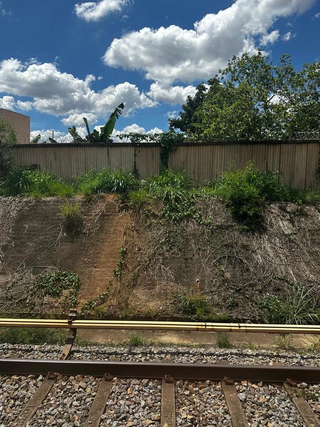 Macaque in the trees