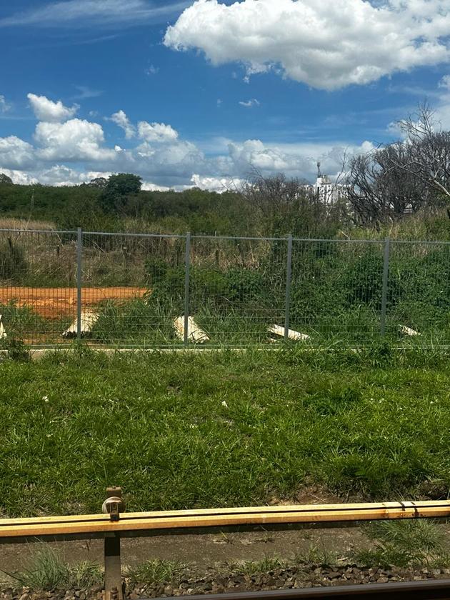 Macaque in the trees