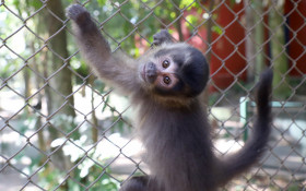 Roda de conversa aborda convivência entre macacos-prego e moradores do entorno da Mata de Santa Genebra