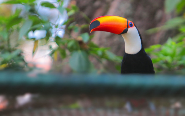Macaque in the trees