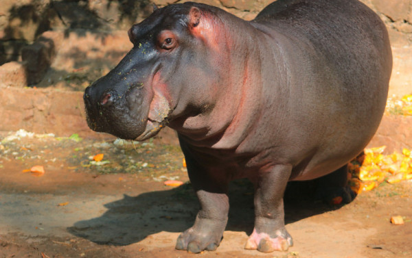 Macaque in the trees