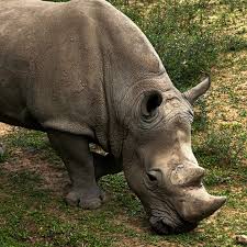 Rinoceronte branco chega ao Zooparque de Itatiba