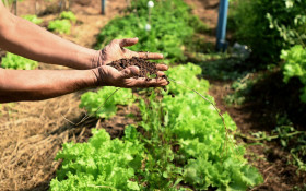 Campinas renova Programa de Alimentos do governo federal