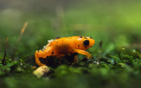 Estudantes produzem minidocument&aacute;rios sobre amea&ccedil;as a anf&iacute;bios