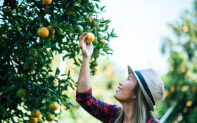 Revista Science publica pesquisa do CNPEM sobre estrat&eacute;gia in&eacute;dita de bact&eacute;ria que causa cancro c&iacute;trico