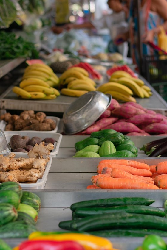 Macaque in the trees