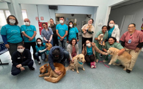 C&atilde;es terapeutas levam afeto a mais de 1.000 pacientes