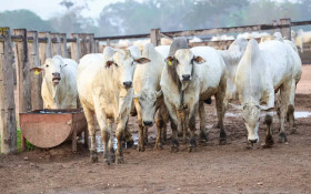 CORREIO ECON&Ocirc;MICO | Economia brasileira mostra crescimento moderado
