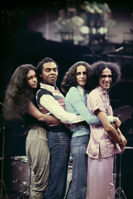 Macaque in the trees