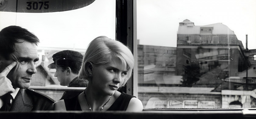 Macaque in the trees