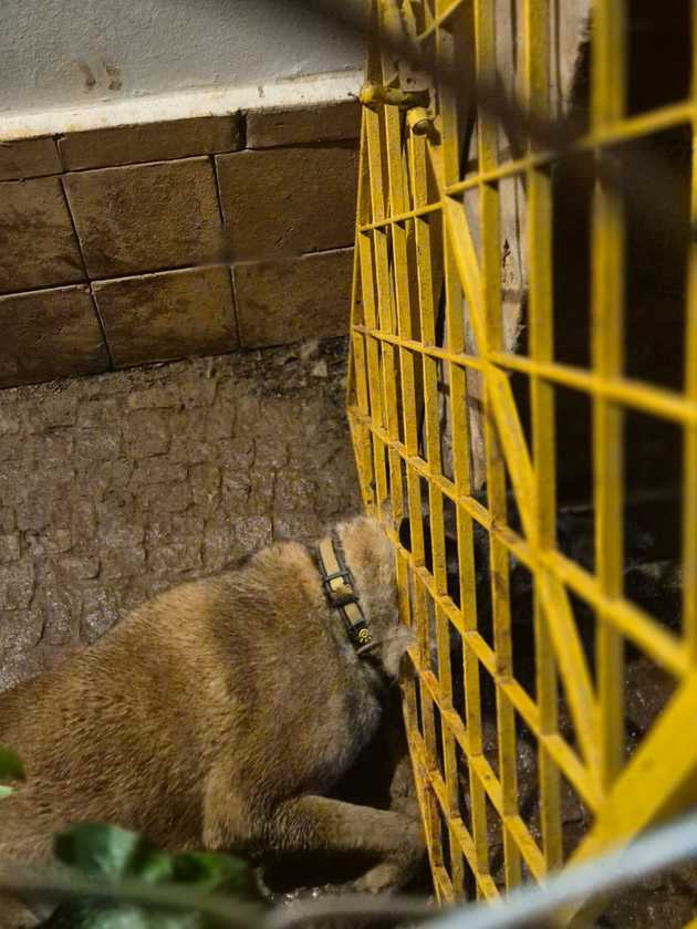 Macaque in the trees