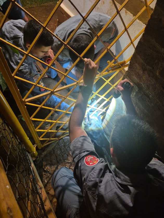 Macaque in the trees