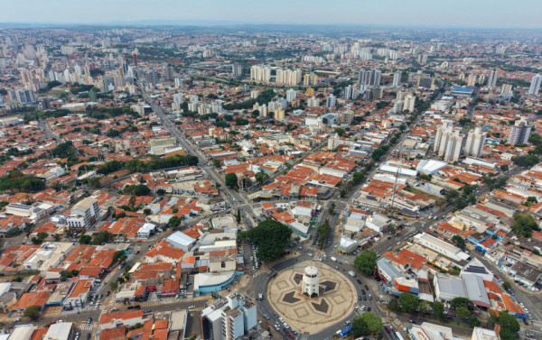 Macaque in the trees