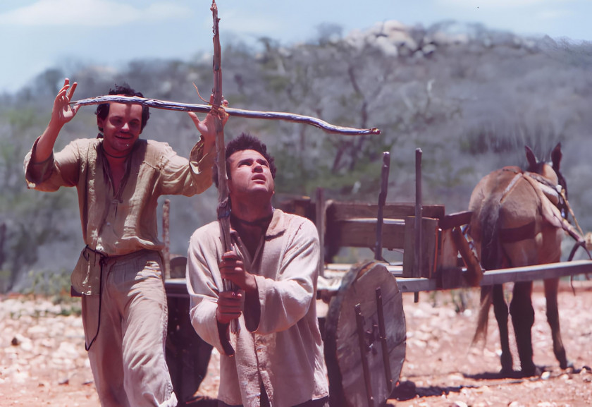 Macaque in the trees