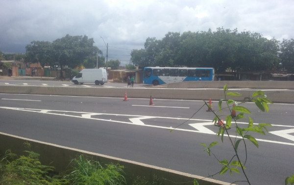 Macaque in the trees