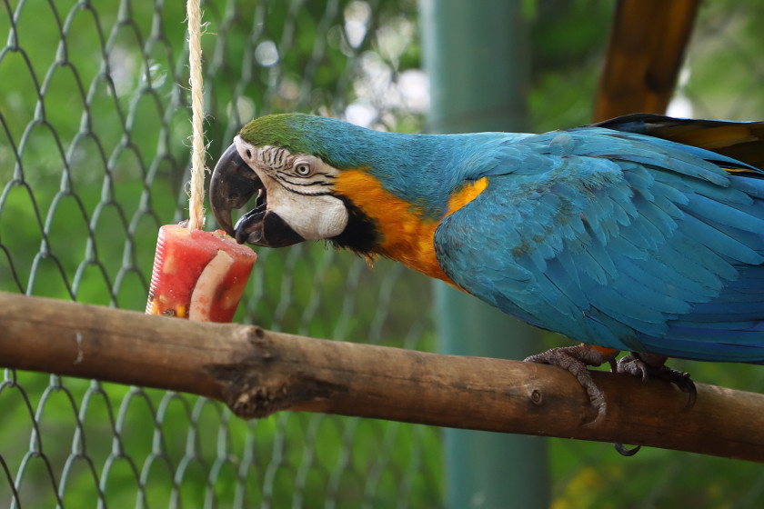 Macaque in the trees