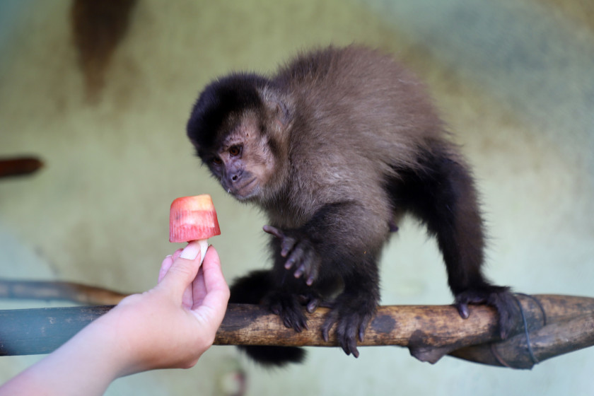 Macaque in the trees