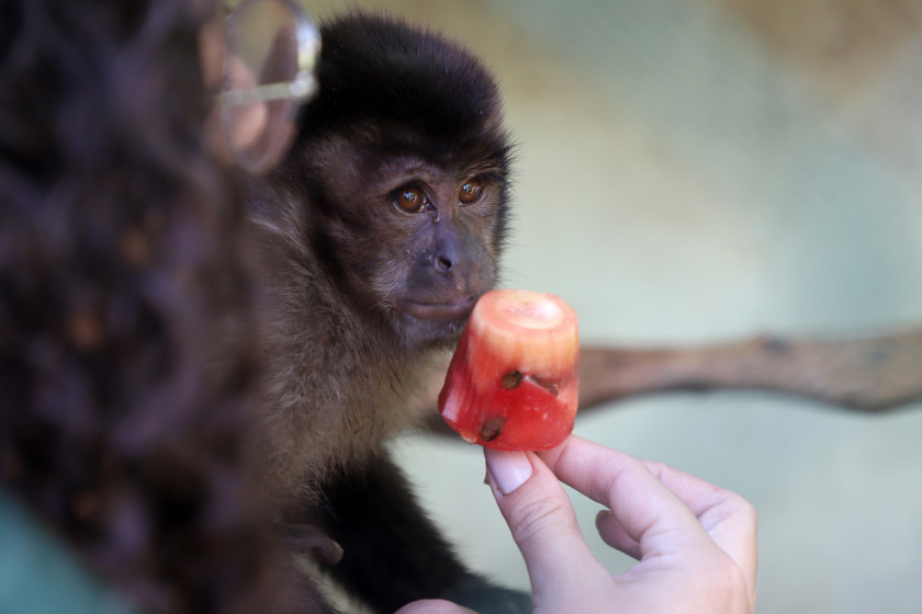 Macaque in the trees