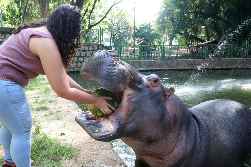 Macaque in the trees