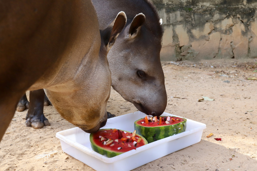 Macaque in the trees