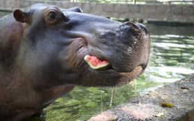 No calor, frutas geladas e sorvetes especiais ajudam animais do Bosque a se refrescar
