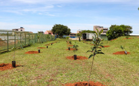 BDF tem uma das maiores coberturas arb&oacute;reas do pa&iacute;s, mas segue sem saber onde est&atilde;o suas &aacute;rvores