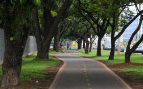BRASILIANAS | Nova pol&iacute;tica de arboriza&ccedil;&atilde;o urbana entra em vigor