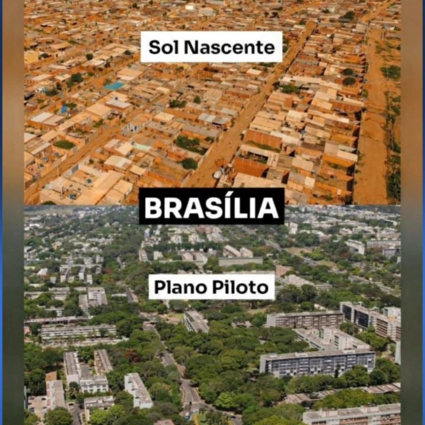 Macaque in the trees