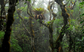 Brom&eacute;lias promovem diversidade de plantas na floresta e enriquecem solo com nutrientes