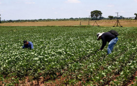 Agroneg&oacute;cio de S&atilde;o Paulo emprega 4,3 milh&otilde;es em 2024 e mant&eacute;m 17,2% das ocupa&ccedil;&otilde;es do estado