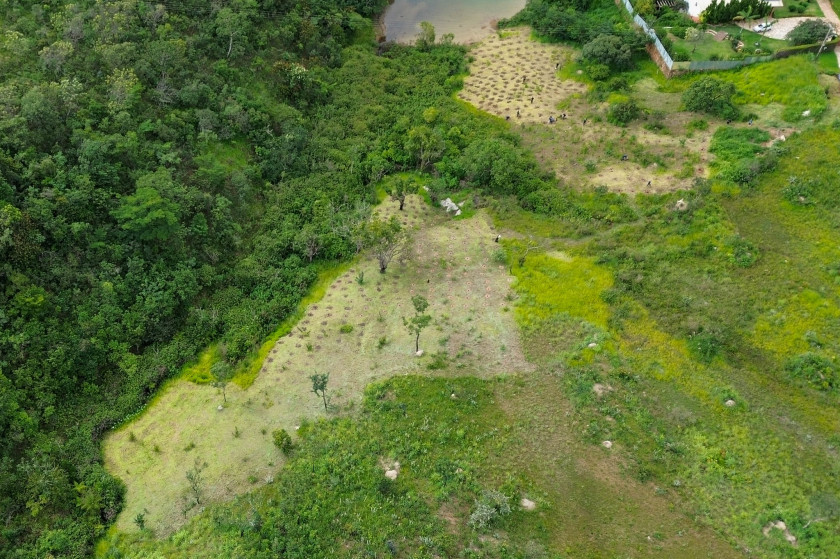 Macaque in the trees
