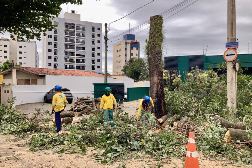 O corte de um ipê-rosa de grande porte no Guanabara, em Campinas, provocou indignação entre moradores e levantou questionamentos sobre os critérios técnicos adotados pela Prefeitura para a supressão de árvores urbanas de valor ambiental Macaque in the trees