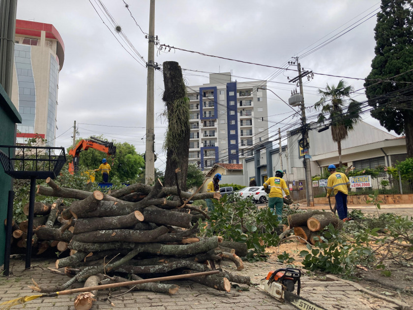 O corte de um ipê-rosa de grande porte no Guanabara, em Campinas, provocou indignação entre moradores e levantou questionamentos sobre os critérios técnicos adotados pela Prefeitura para a supressão de árvores urbanas de valor ambiental Macaque in the trees