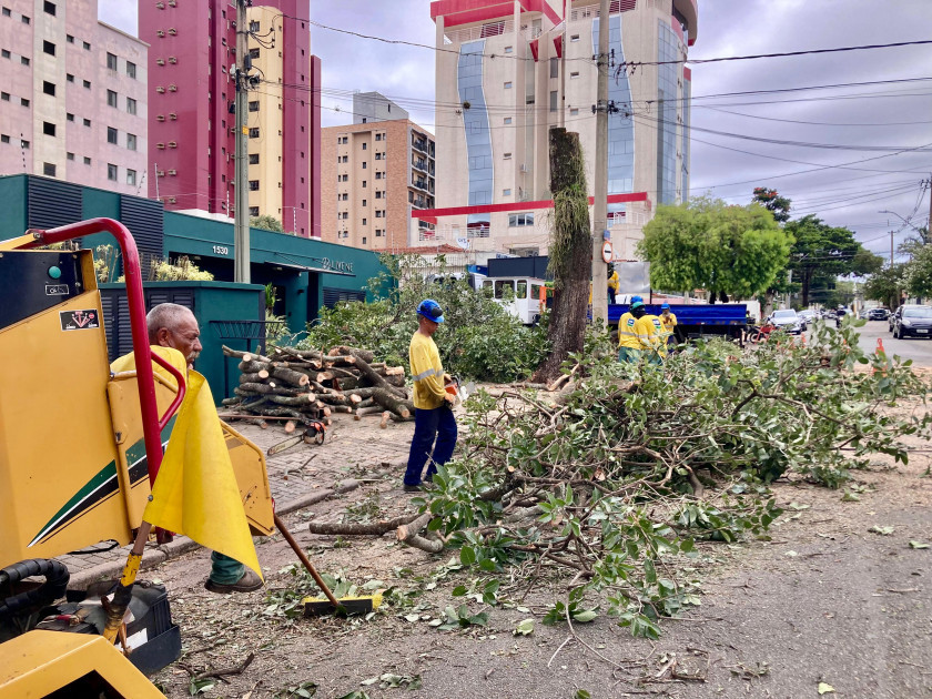 O corte de um ipê-rosa de grande porte no Guanabara, em Campinas, provocou indignação entre moradores e levantou questionamentos sobre os critérios técnicos adotados pela Prefeitura para a supressão de árvores urbanas de valor ambiental Macaque in the trees
