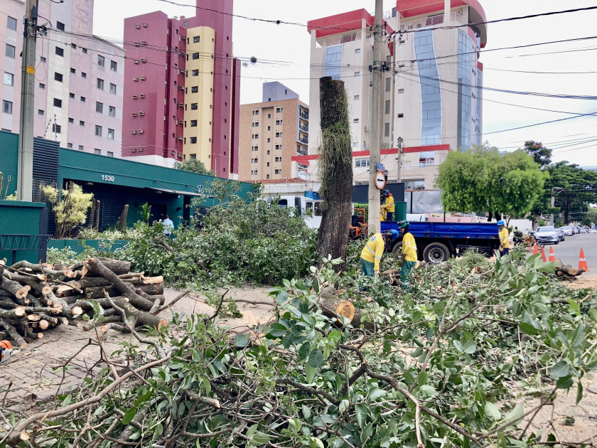 O corte de um ipê-rosa de grande porte no Guanabara, em Campinas, provocou indignação entre moradores e levantou questionamentos sobre os critérios técnicos adotados pela Prefeitura para a supressão de árvores urbanas de valor ambiental Macaque in the trees