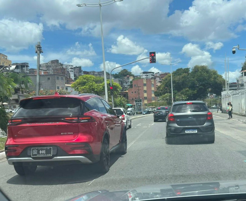 Macaque in the trees