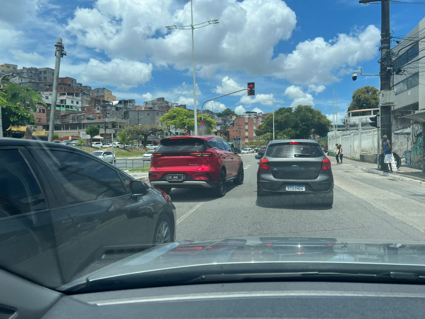 Macaque in the trees