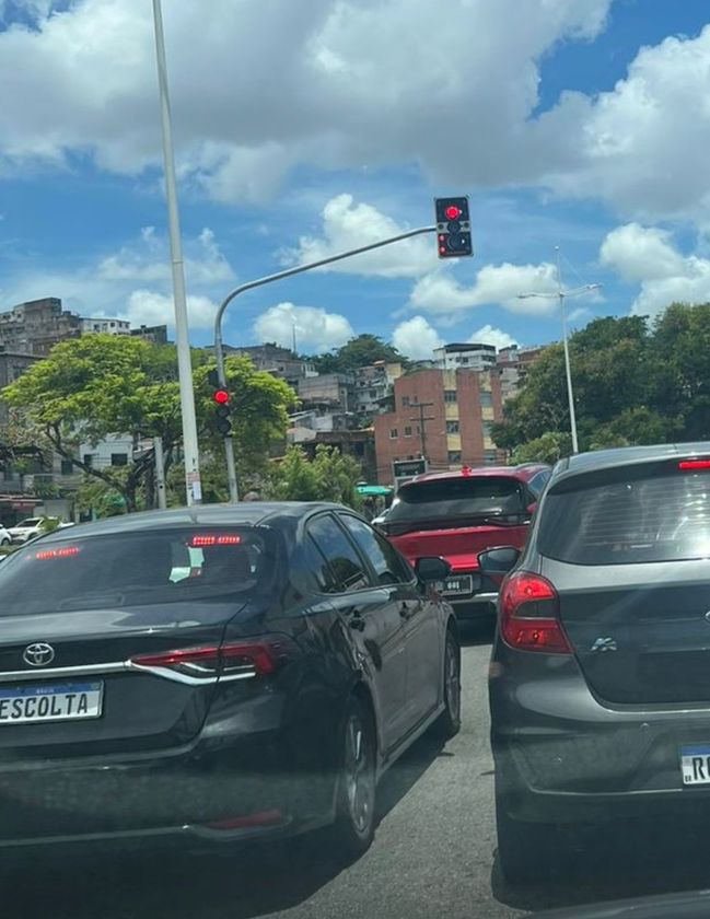 Macaque in the trees