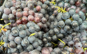 Safra 2025/26 da uva pode superar entre 5% e 10% a produ&ccedil;&atilde;o normal no RS