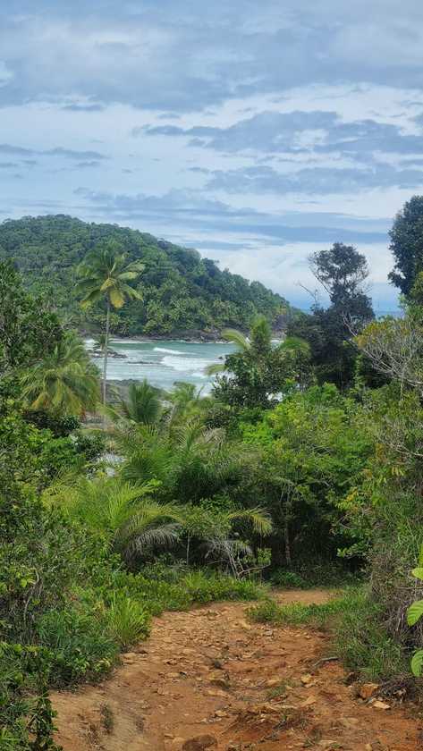 Macaque in the trees