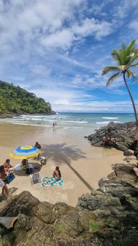 Macaque in the trees