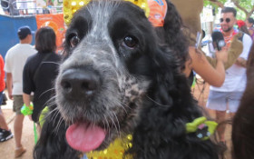 Bloco do Bob ganha as ruas no domingo de Carnaval 