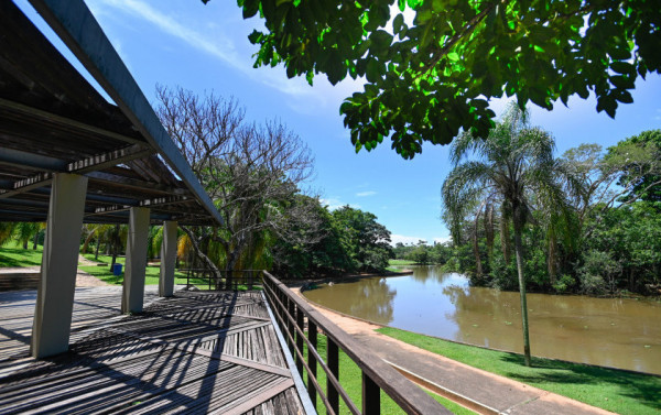 Macaque in the trees