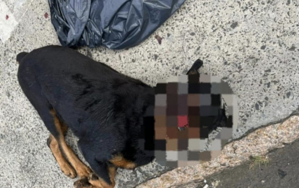 Macaque in the trees