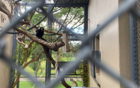 Mila segue para o Sul e refor&ccedil;a conserva&ccedil;&atilde;o do sagui-da-serra-escuro