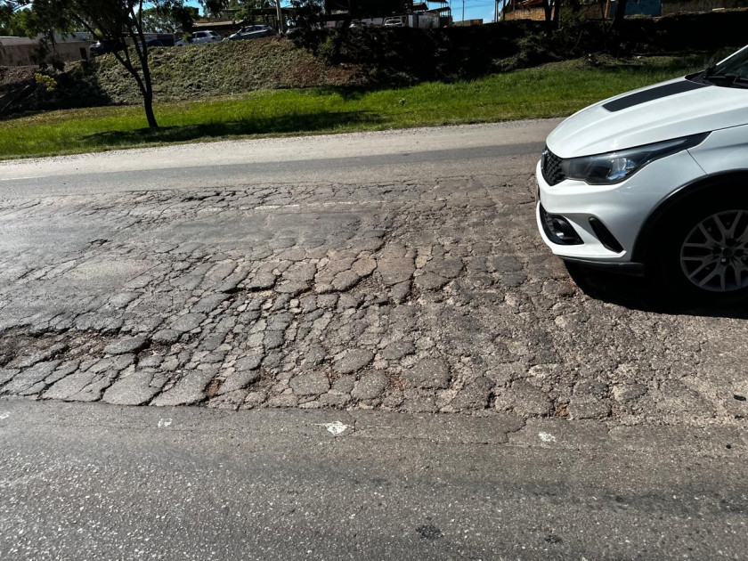 Macaque in the trees